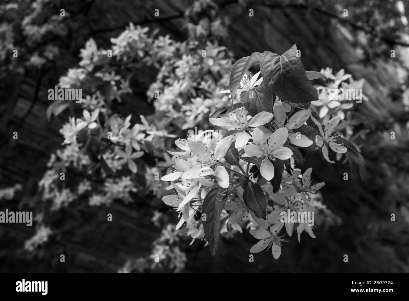 bouquet di fiori bianchi di primavera che crescono su un albero vicino a un muro di mattoni Foto Stock