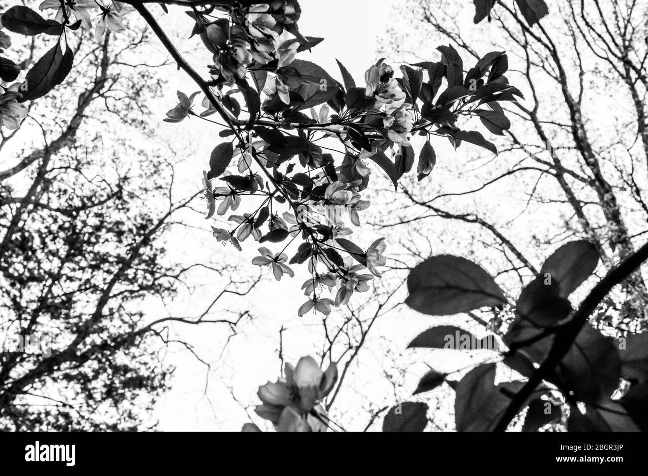 Skyward Shot di fiori di Crabapple in scala di grigi primaverile Foto Stock
