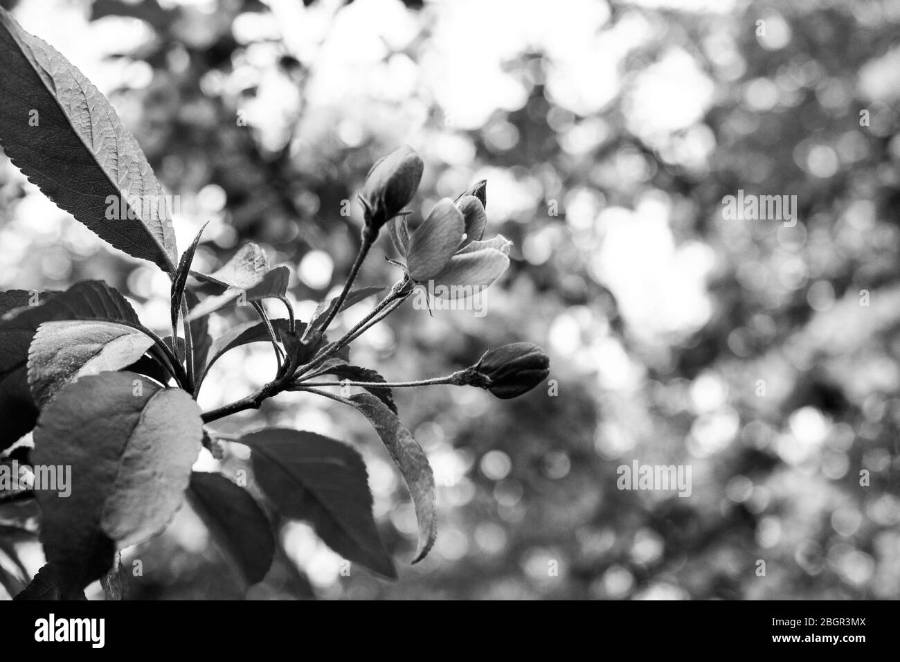 Granchio mela fiori in primavera-nero e bianco Foto Stock