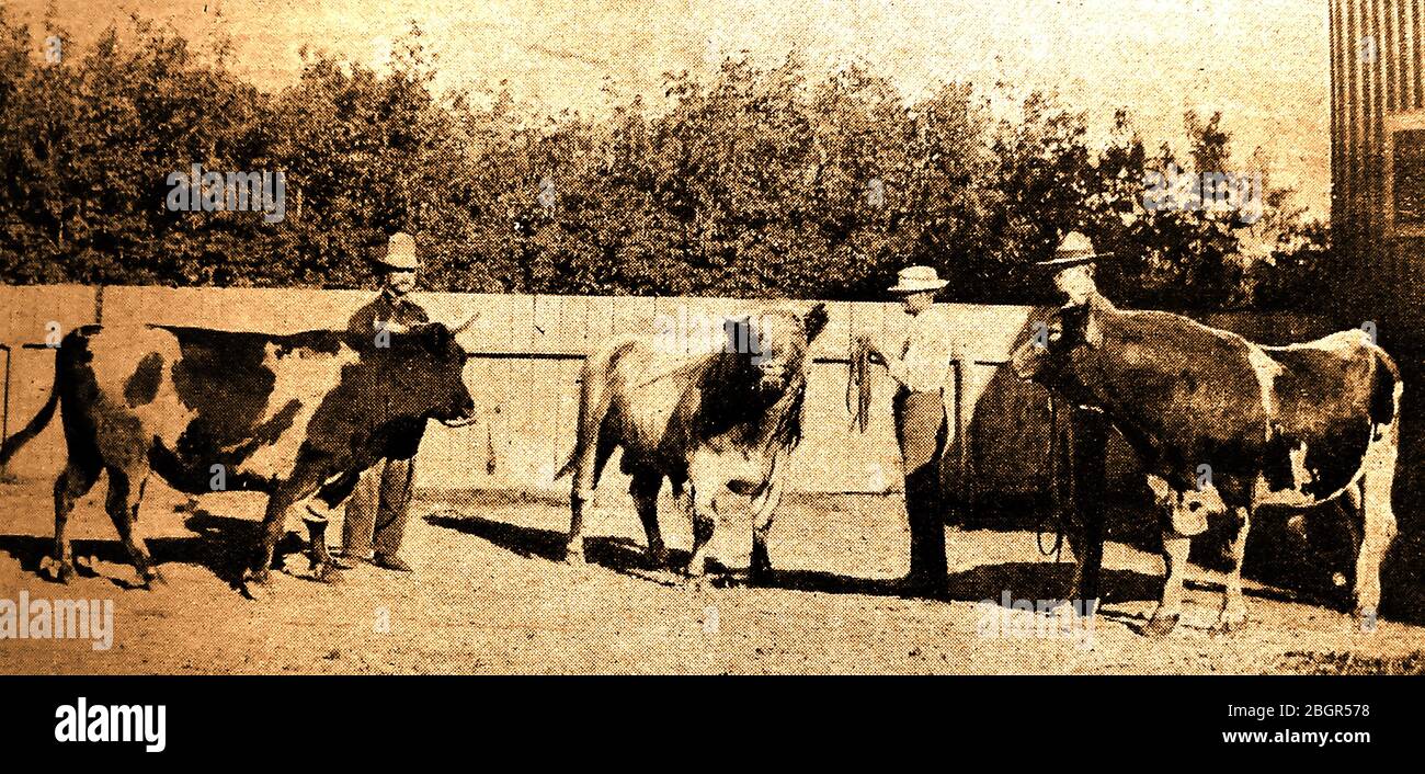 Una foto di notizie del 1915 di un premio canadese bull show che si svolge presso Indian Head, Saskatchewan, Canada. La testa indiana iniziò nel 1882 quando i primi coloni, (principalmente scozzesi) arrivarono nella zona prima della ferrovia, la maggior parte dei quali viaggiavano in carretto-bue da Brandon. Foto Stock