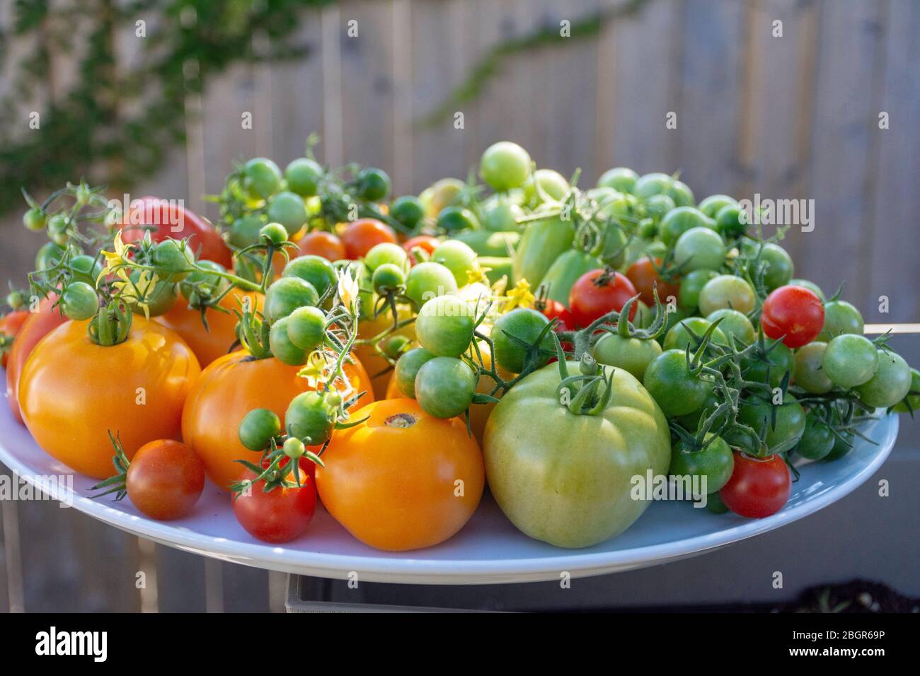 Un grande piatto di pomodori appena raccolti dal giardino, parte della crescita la vostra tendenza alimentare verso uno stile di vita più sostenibile e frugale. Foto Stock