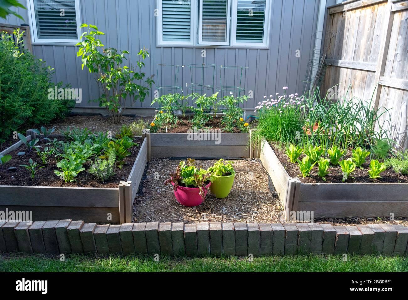 Parte della crescita della vostra propria tendenza alimentare, questo giardino di verdure cortile posteriore contiene grandi letti sopraelevati per la coltivazione di verdure ed erbe durante l'estate. Foto Stock