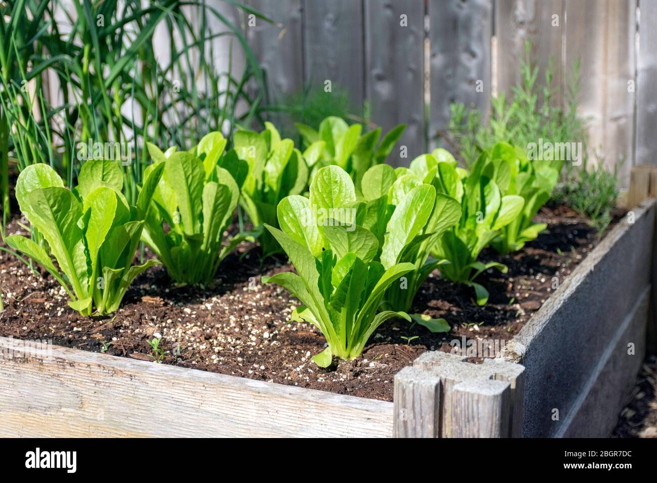 Parte della crescita della vostra propria tendenza alimentare, questo giardino di verdure cortile posteriore contiene grandi letti sopraelevati per la coltivazione di verdure ed erbe durante l'estate Foto Stock