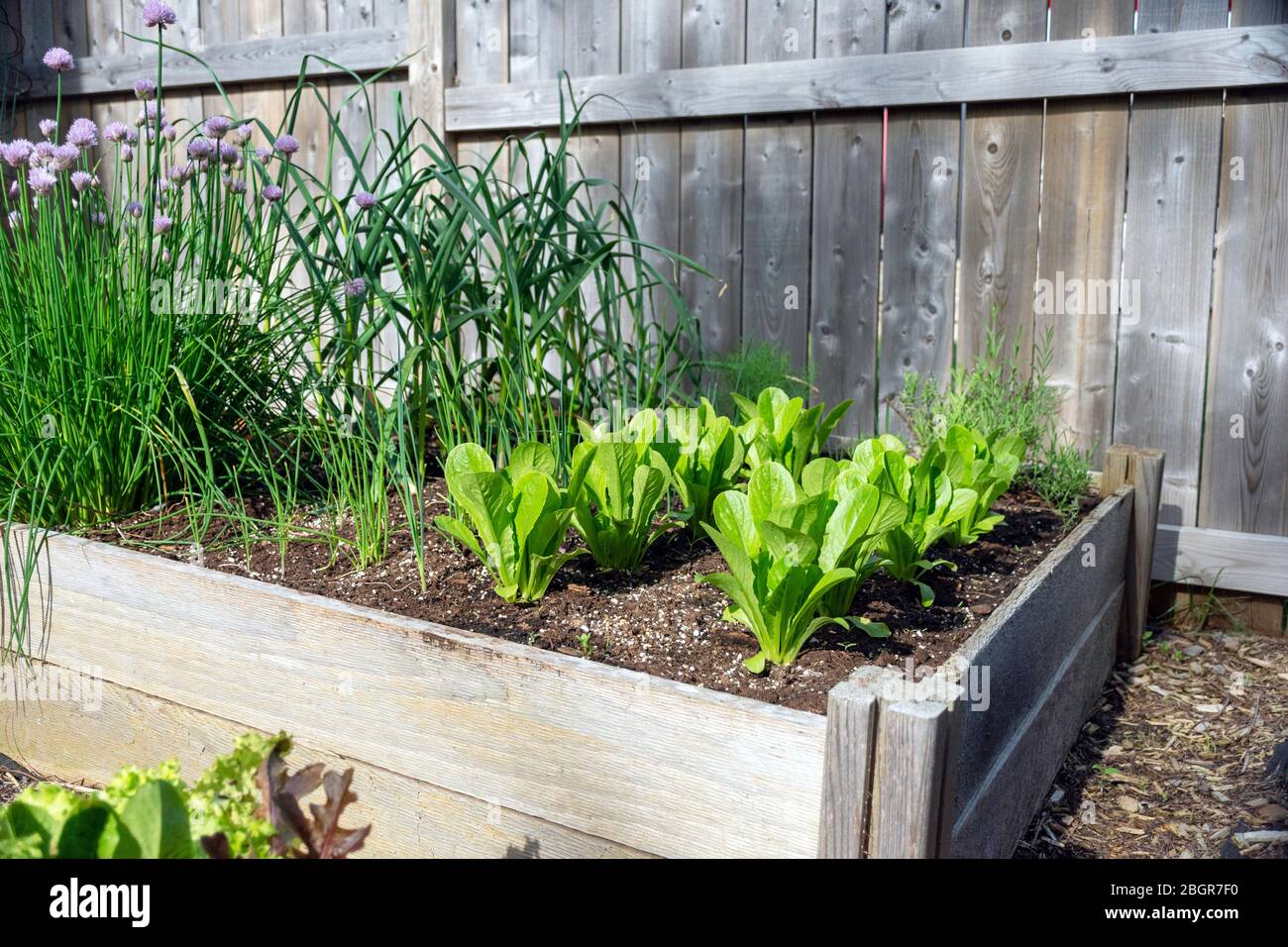 Parte della crescita della vostra propria tendenza alimentare, questo giardino di verdure cortile posteriore contiene grandi letti sopraelevati per la coltivazione di verdure ed erbe durante l'estate Foto Stock