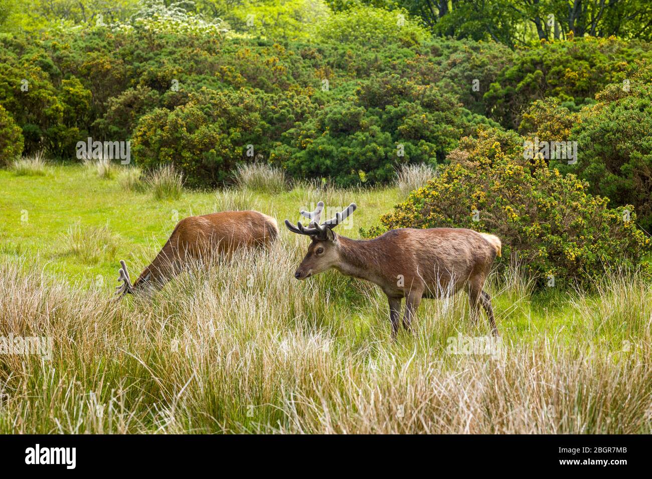Coppia di cervo rosso, Cervus elaphus, giovani maschi con corna di velluto che pascolano nel bosco a Lochranza, Isola di Arran, Scozia Foto Stock
