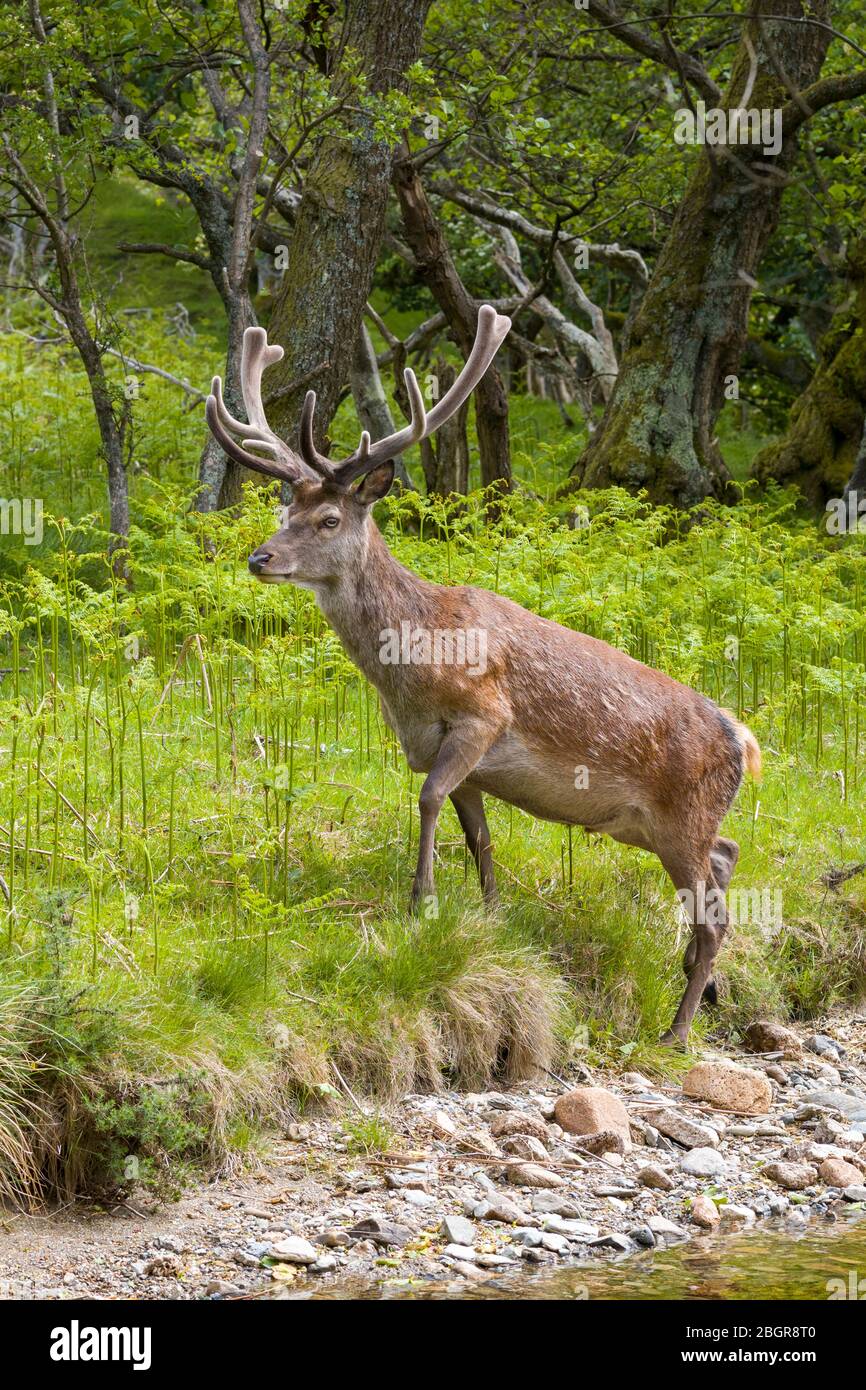Cervus elaphus, con corna di velluto in bosco a Lochranza, Isola di Arran, Scozia Foto Stock