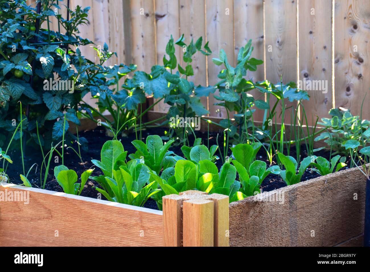 Niente è più fresco che cibo dal vostro proprio giardino. Piantato in primavera, questo rialzato giardino letto è caricato con una varietà di erbe e verdure Foto Stock