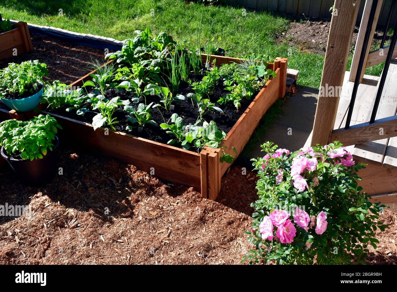 Niente è più fresco che cibo dal vostro proprio giardino. Piantato in primavera, questo rialzato giardino letto è caricato con una varietà di erbe e verdure Foto Stock