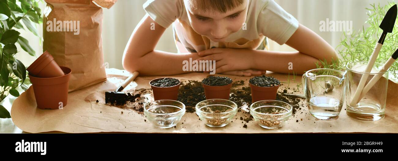 Il bambino si è piegato sui semi piantati in pentole e guarda con interesse e attende la germinazione. Foto Stock