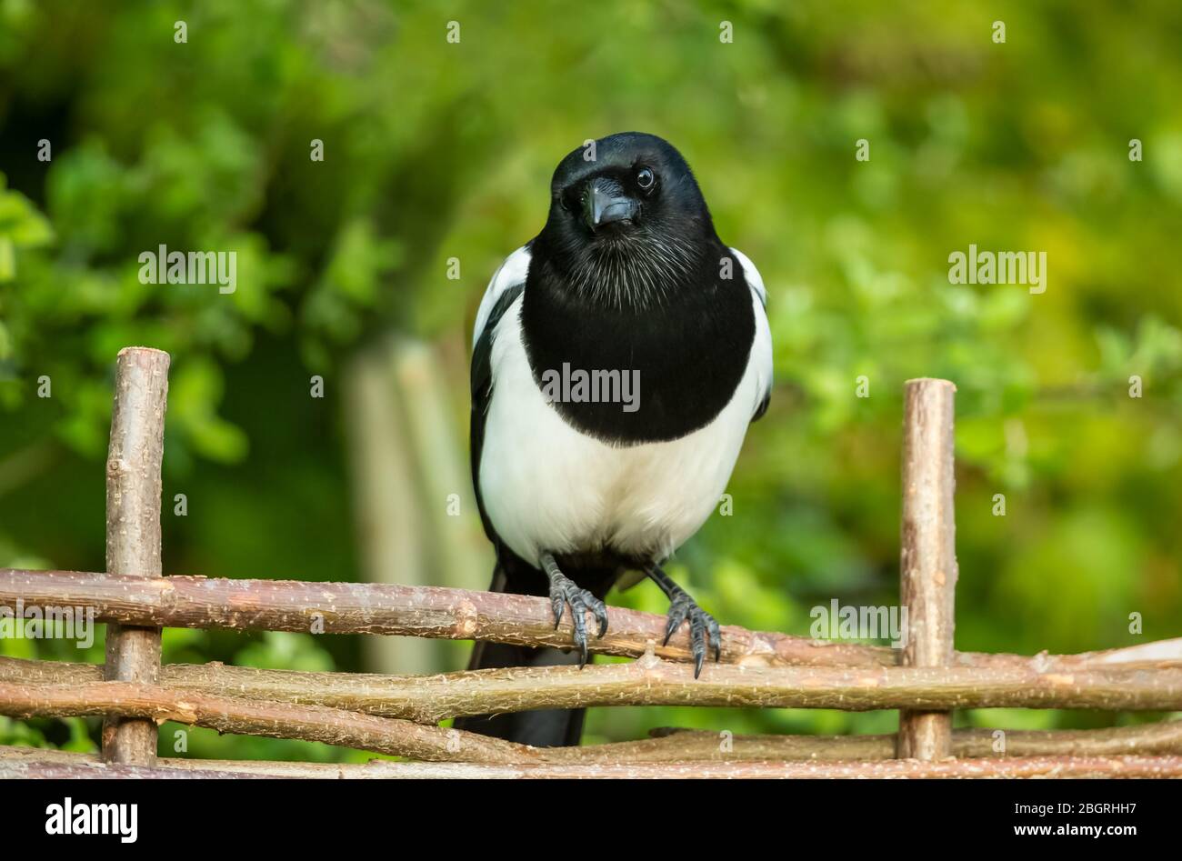 Magpie, (nome scientifico: Pica Pica) Alert, Magpie adulto, appollaiato su una recinzione tessuta in primavera. Rivolto in avanti. Primo piano. Sfondo sfocato. Foto Stock