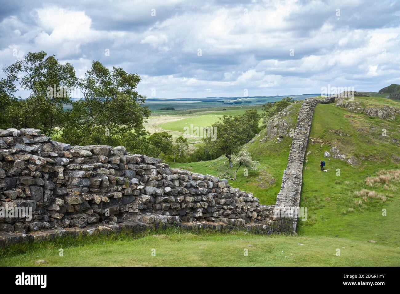 Cane turistico a piedi al Muro di Adriano, confine di costruzione di pietra ad incassi nel Parco Nazionale del Northumberland a Walltown Crags, Inghilterra Foto Stock