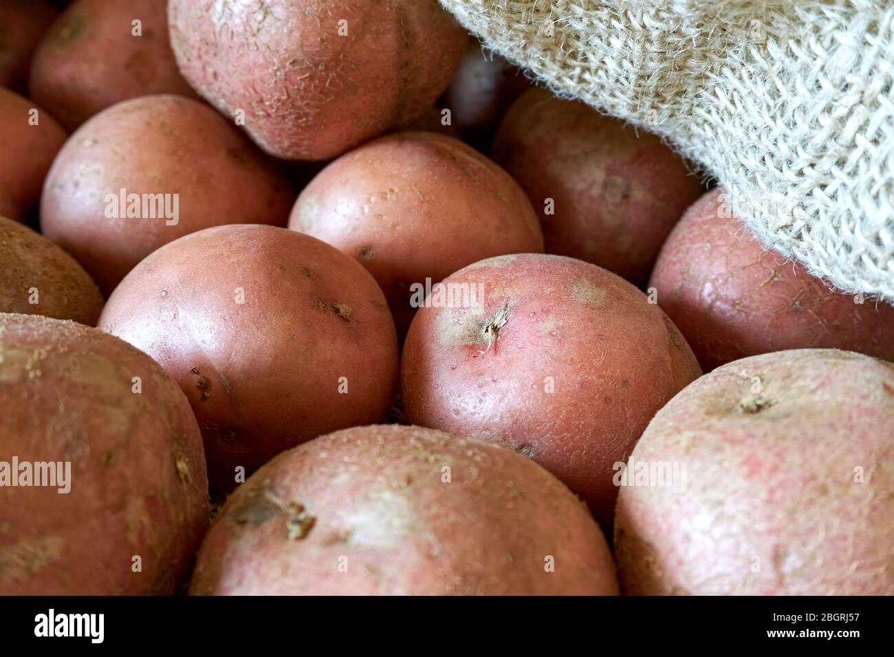 Patate in borsa a borraccia. Primo piano di molte patate rosse biologiche in sacchetto di iuta naturale. Semplice, cibo di base, cucina o concetto agricolo. Foto Stock