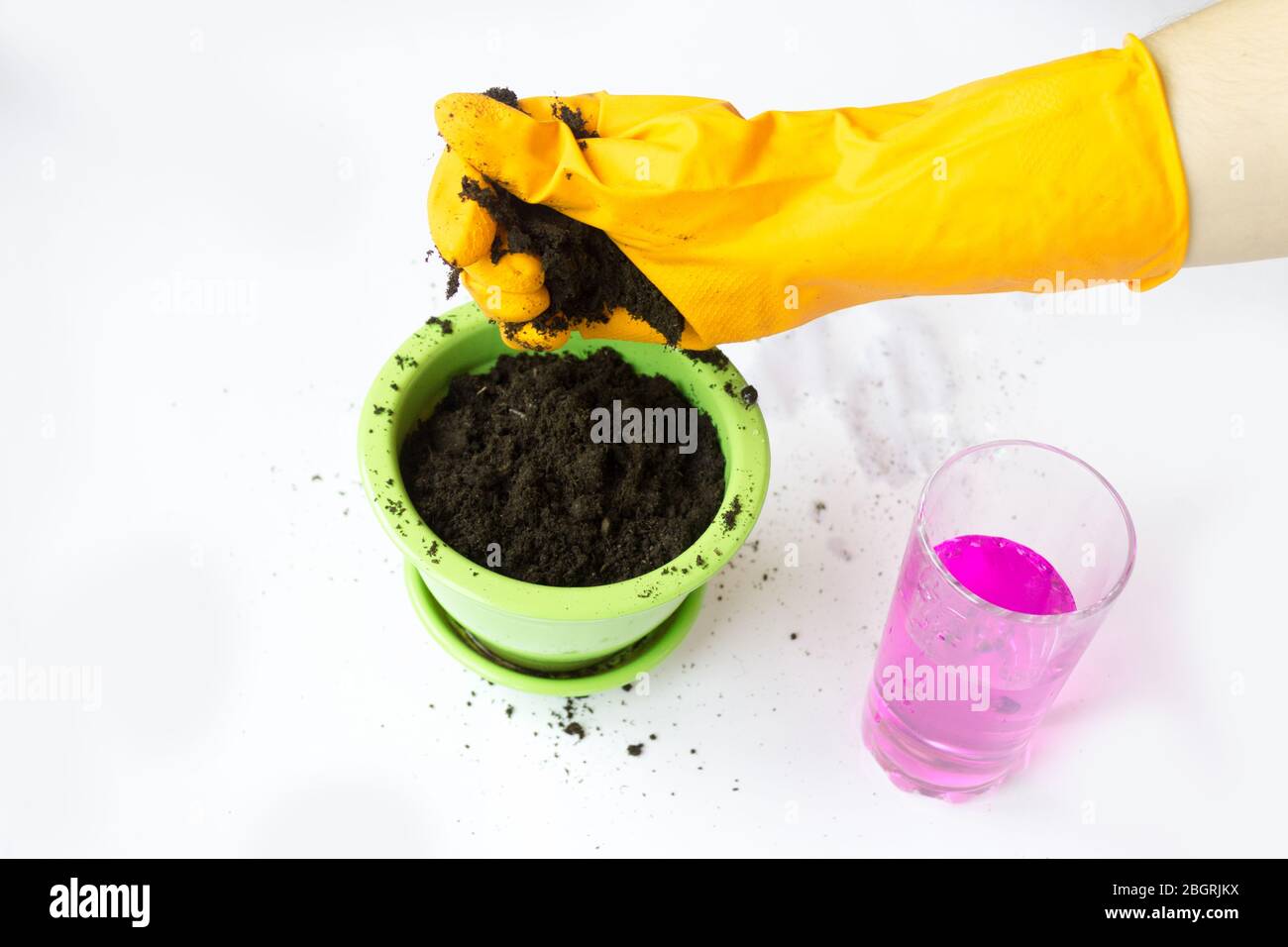 Giardinaggio domestico, piantando i semi della pianta. Terreno fertilizzante per giovani pianta. Foto Stock