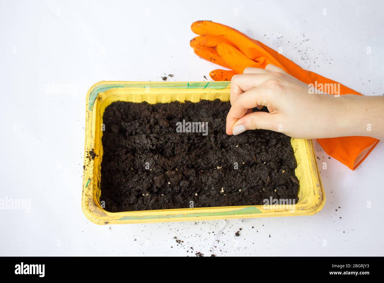 Giardinaggio domestico, piantando i semi della pianta. Terreno fertilizzante per giovani pianta. Foto Stock