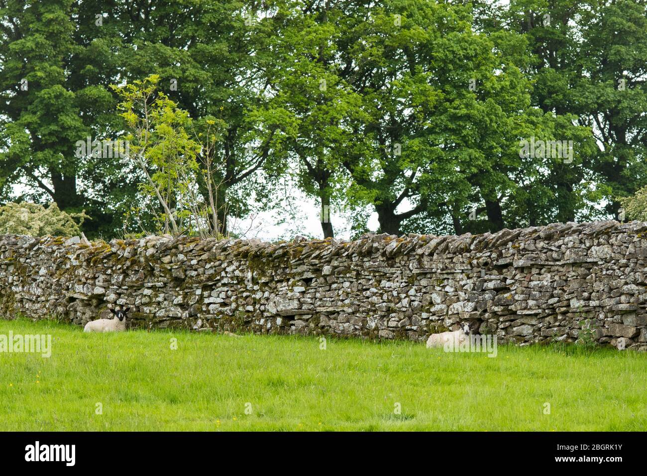 Pecore che si riparano contro il muro di pietra a secco nello Yorkshire Dales a Smardale Gill, Inghilterra Foto Stock
