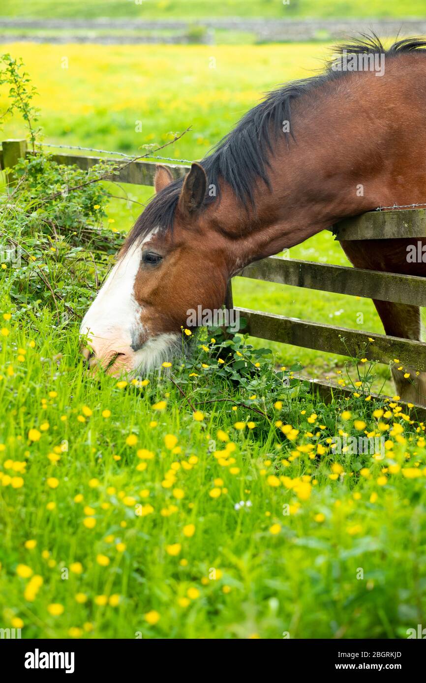 Shire Horse, Equus caballus, mare al pascolo su buttercups e erba lunga in Yorkshire Dales a Smardale Gill, Inghilterra Foto Stock