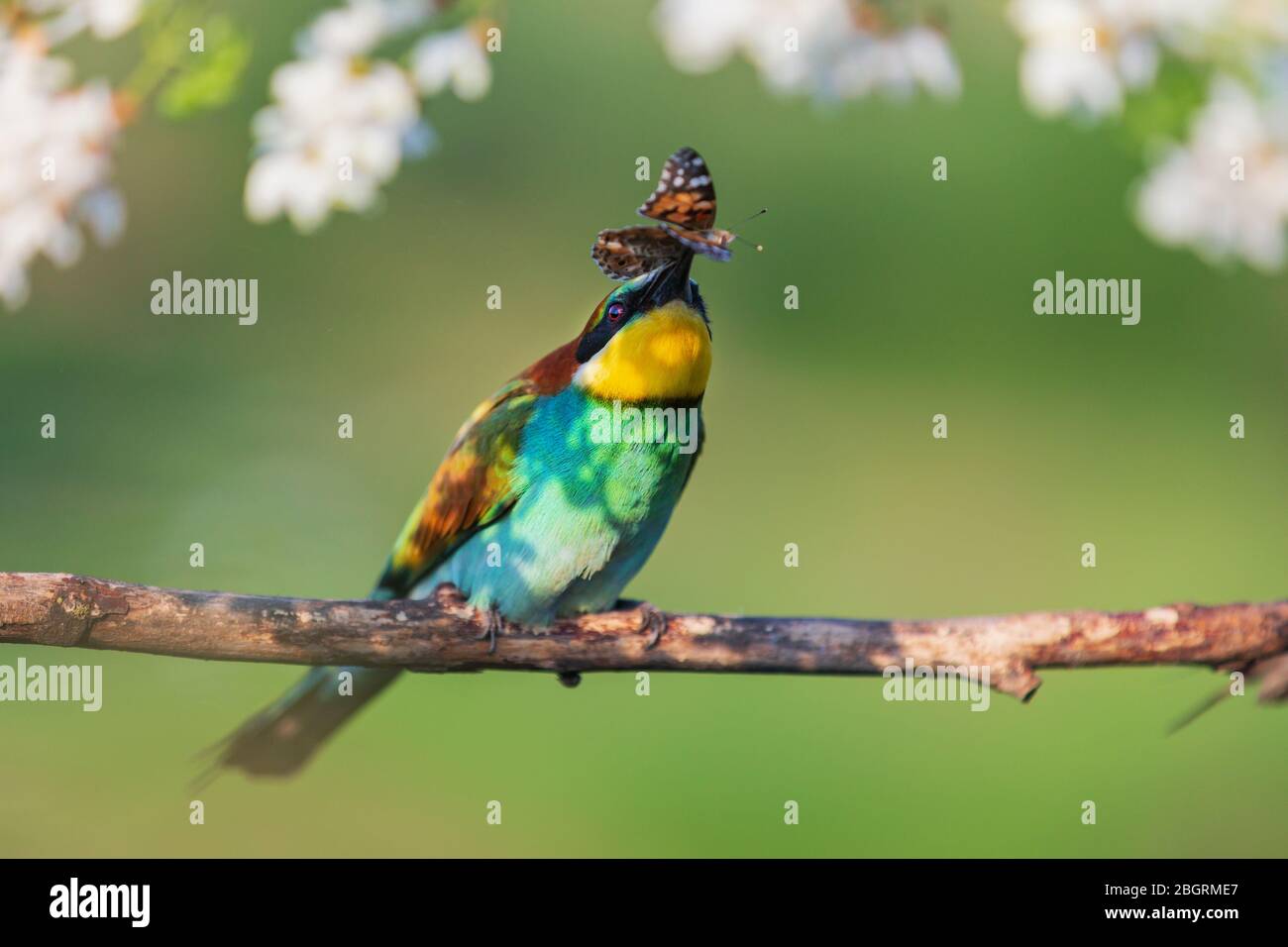 uccello di paradiso su un ramo con una farfalla nel suo becco Foto Stock