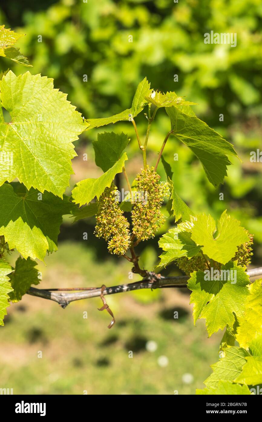 Nuova crescita uva Orion coltivazione di vite a la Mare Wine Estate Jersey, Channel Isles Foto Stock