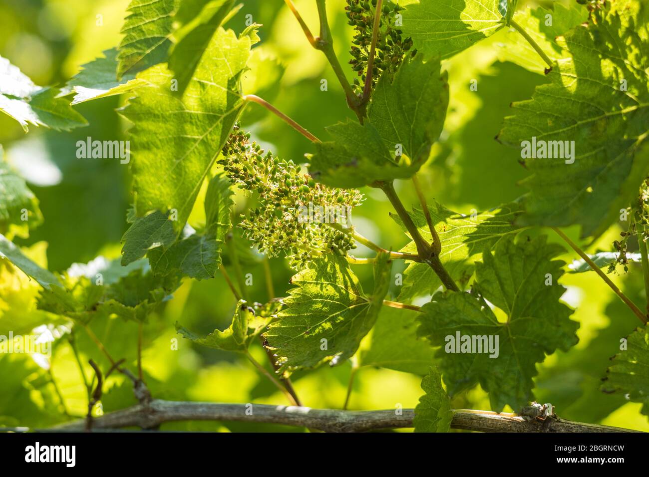 Nuova crescita uva Orion coltivazione di vite a la Mare Wine Estate Jersey, Channel Isles Foto Stock