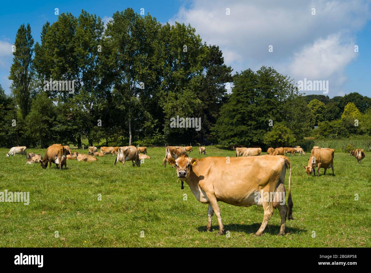 Tradizionale mandria di latte di colore marrone chiaro di Jersey bestiame al pascolo in prato, Jersey, Channel Isles Foto Stock