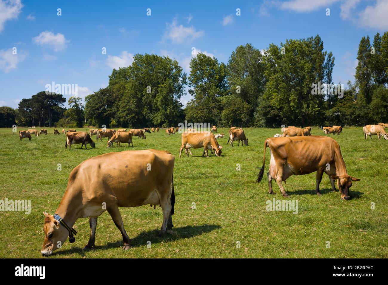 Tradizionale mandria di latte di colore marrone chiaro di Jersey bestiame al pascolo in prato, Jersey, Channel Isles Foto Stock