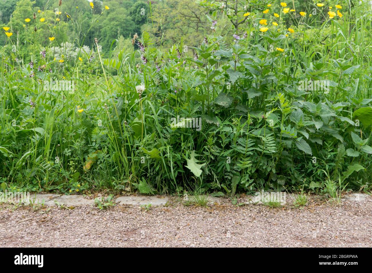 Percorso con piante selvatiche in crescita lussureggiante in primavera Foto Stock