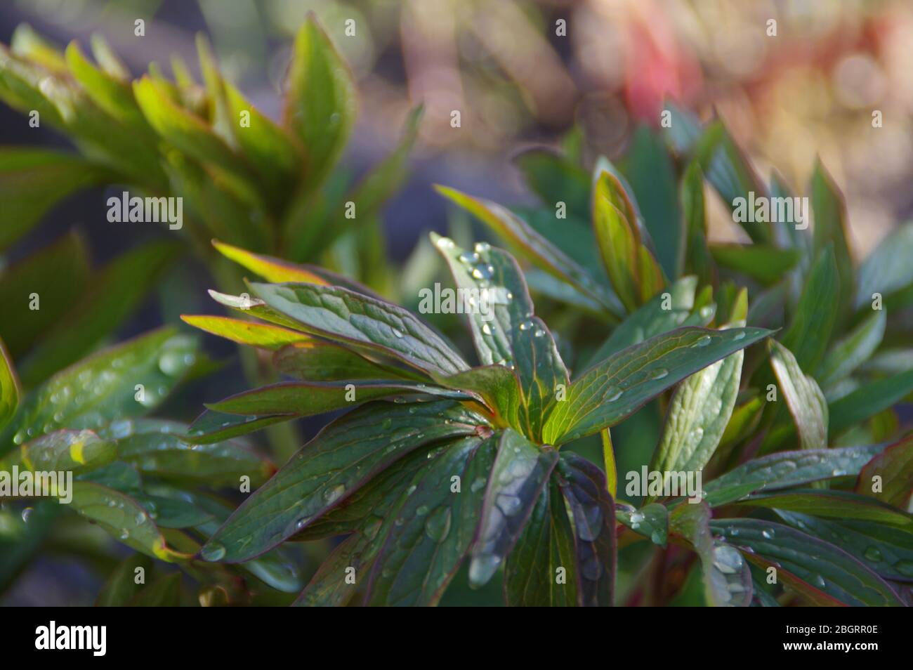 Bagnata foglia verde dopo la pioggia di primavera. Scatto macro. Acqua su piante. Foto Stock