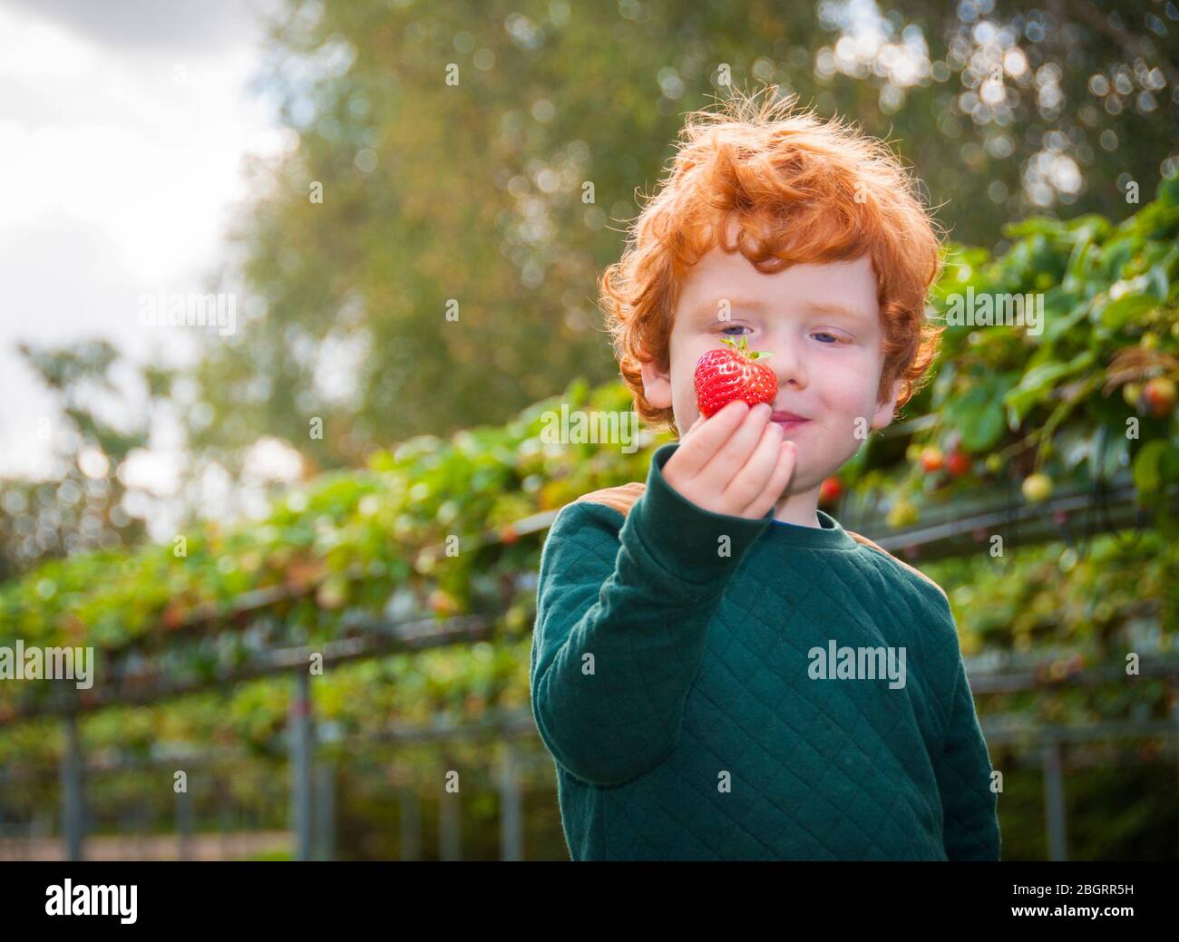 Giovane zenzero che raccoglie fragole mature in una fattoria di frutta "Pick Your Own". Foto Stock