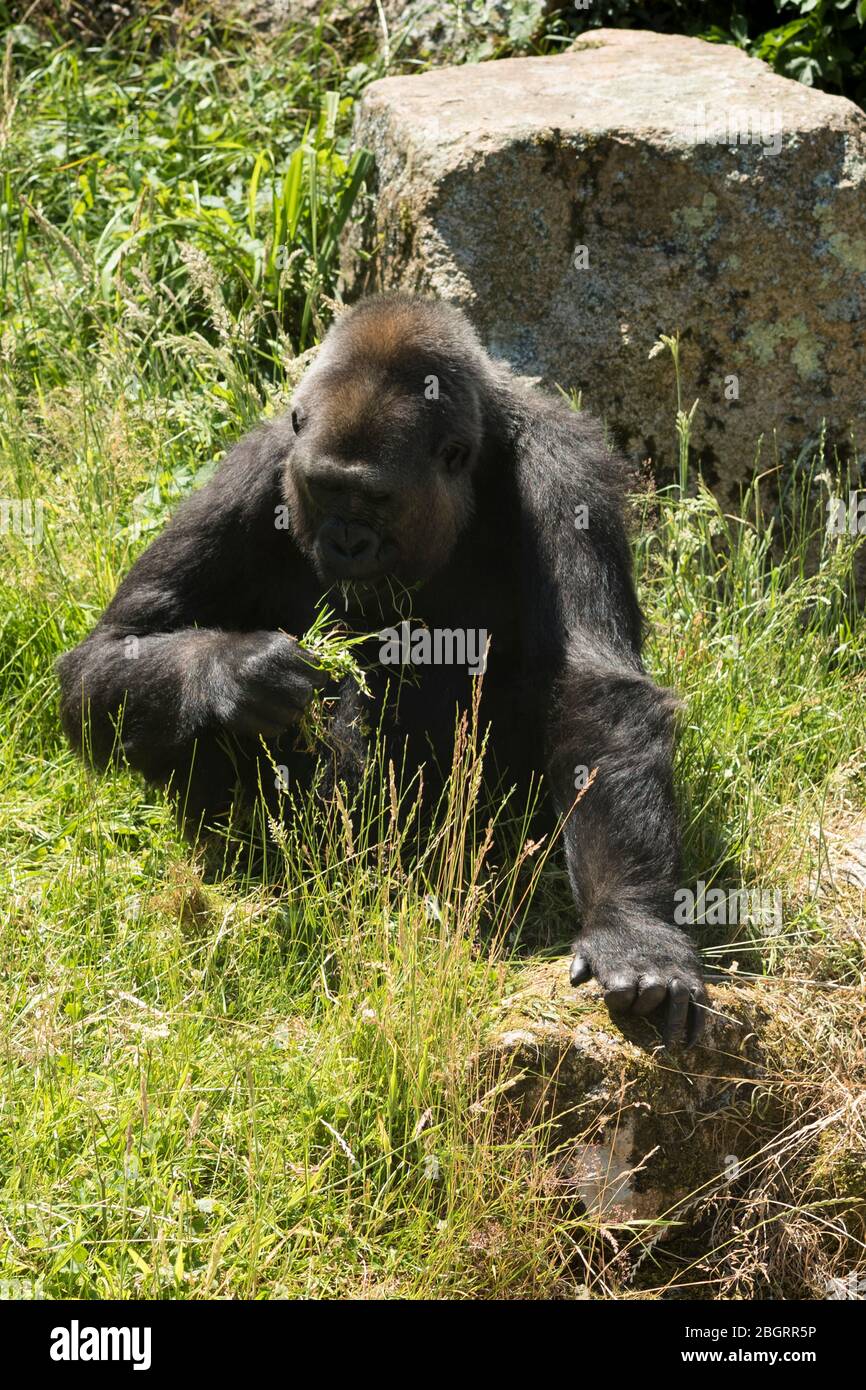Maschio Western Lowland Gorilla, Gorilla gorilla, alimentazione al Jersey Zoo - Durrell Wildlife Conservation Trust, Channel Isles Foto Stock