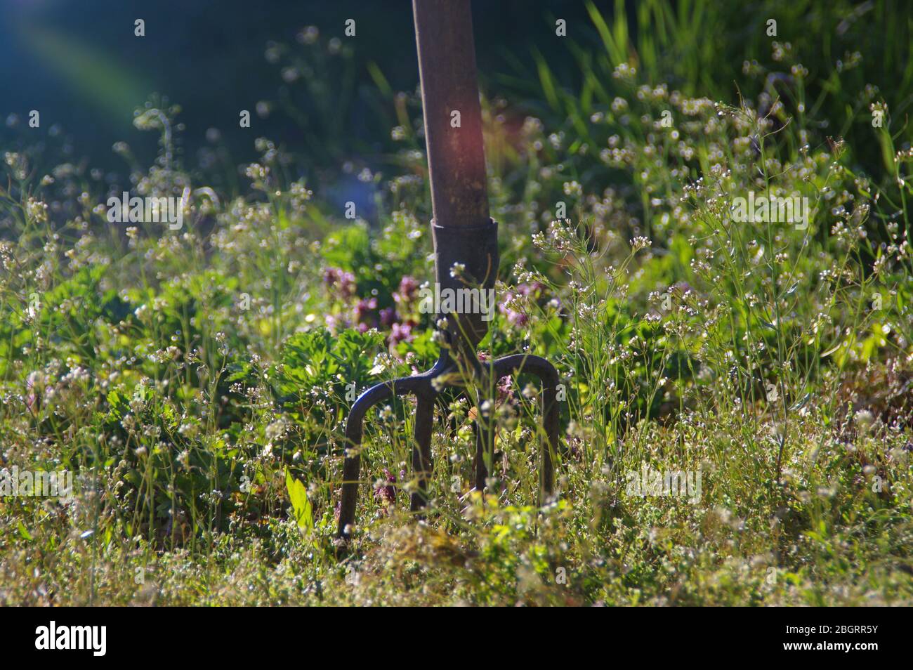 Forcelle da giardino guidate nel suolo. Scena rurale di primavera con prato sullo sfondo. Foto Stock