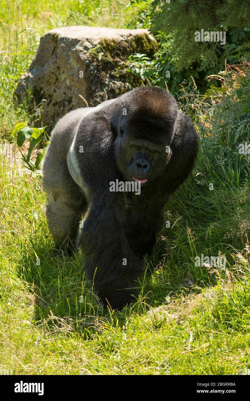 Maschio Western Lowland Gorilla, Gorilla gorilla, recinto roaming al Jersey Zoo - Durrell Wildlife Conservation Trust, Channel Isles Foto Stock