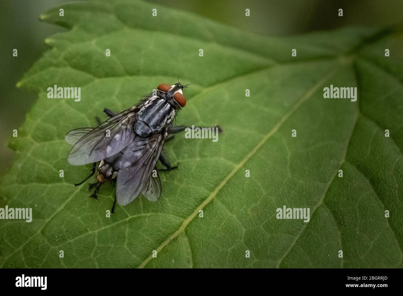 Una casa si appoggia su alcune foglie in un prato della Pennsylvania Foto Stock