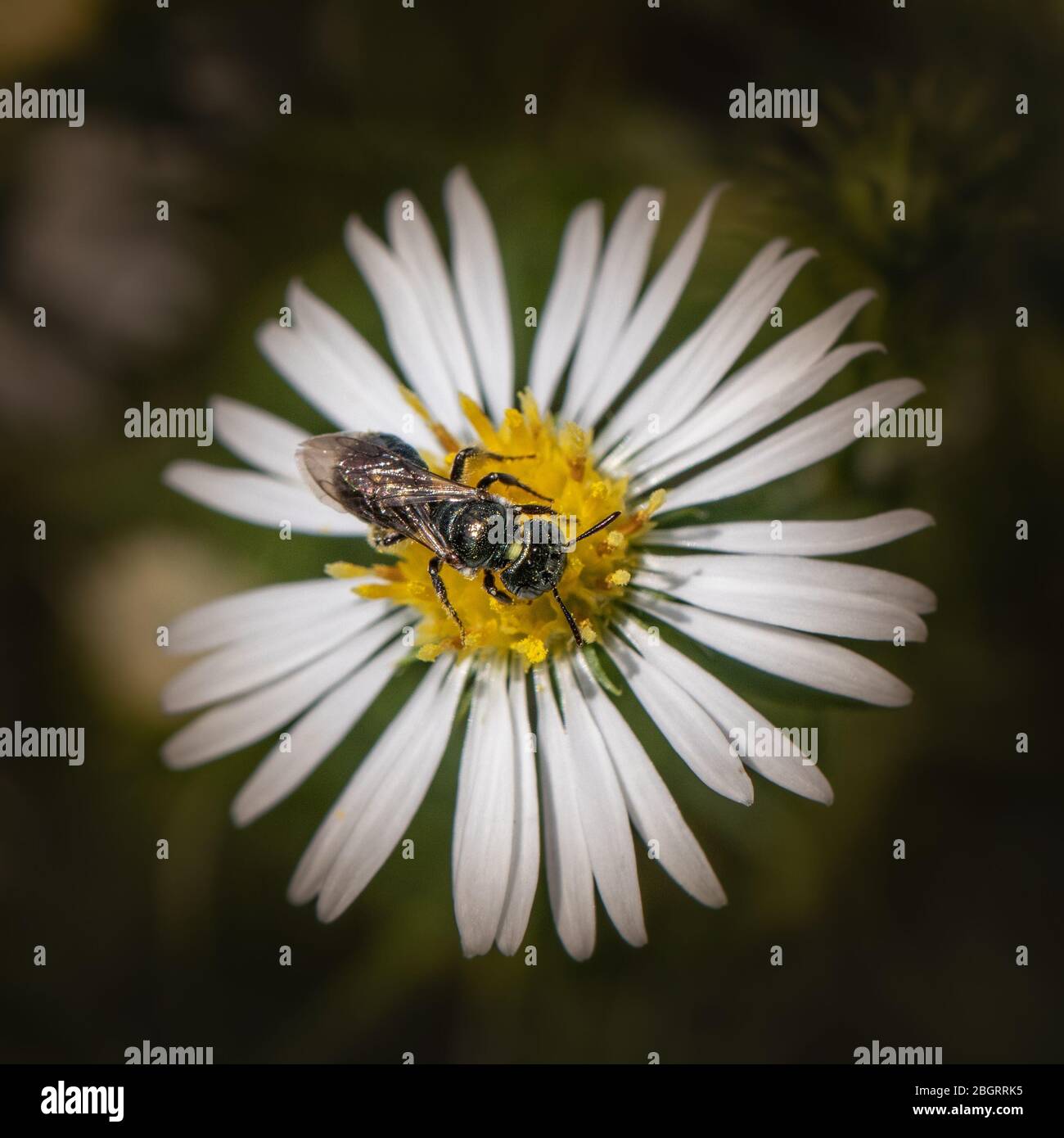 Un'ape sudorata si nutre di una margherita bianca con un centro giallo Foto Stock