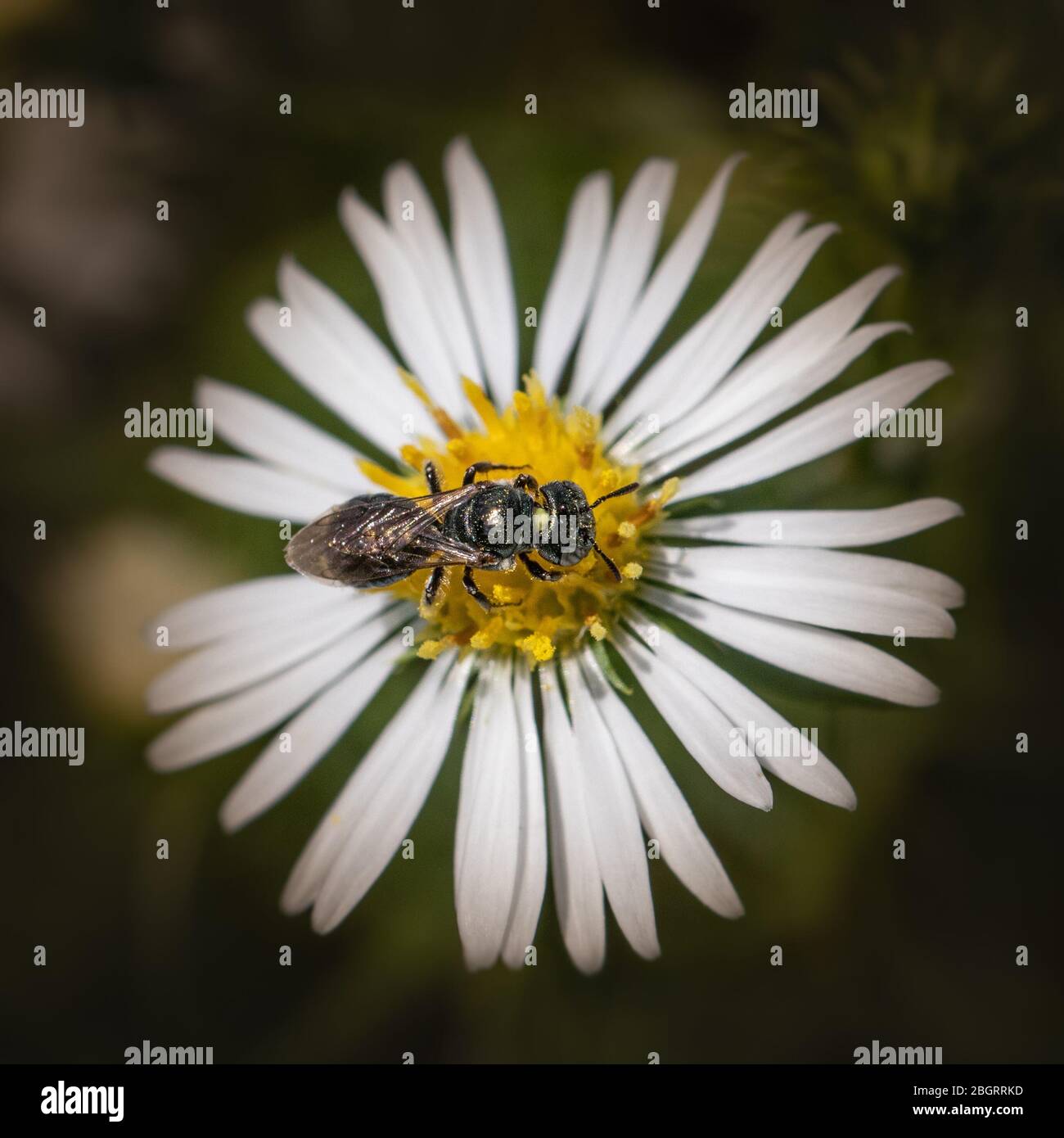 Un'ape sudorata in un prato estivo si nutre di una margherita bianca con un centro giallo Foto Stock