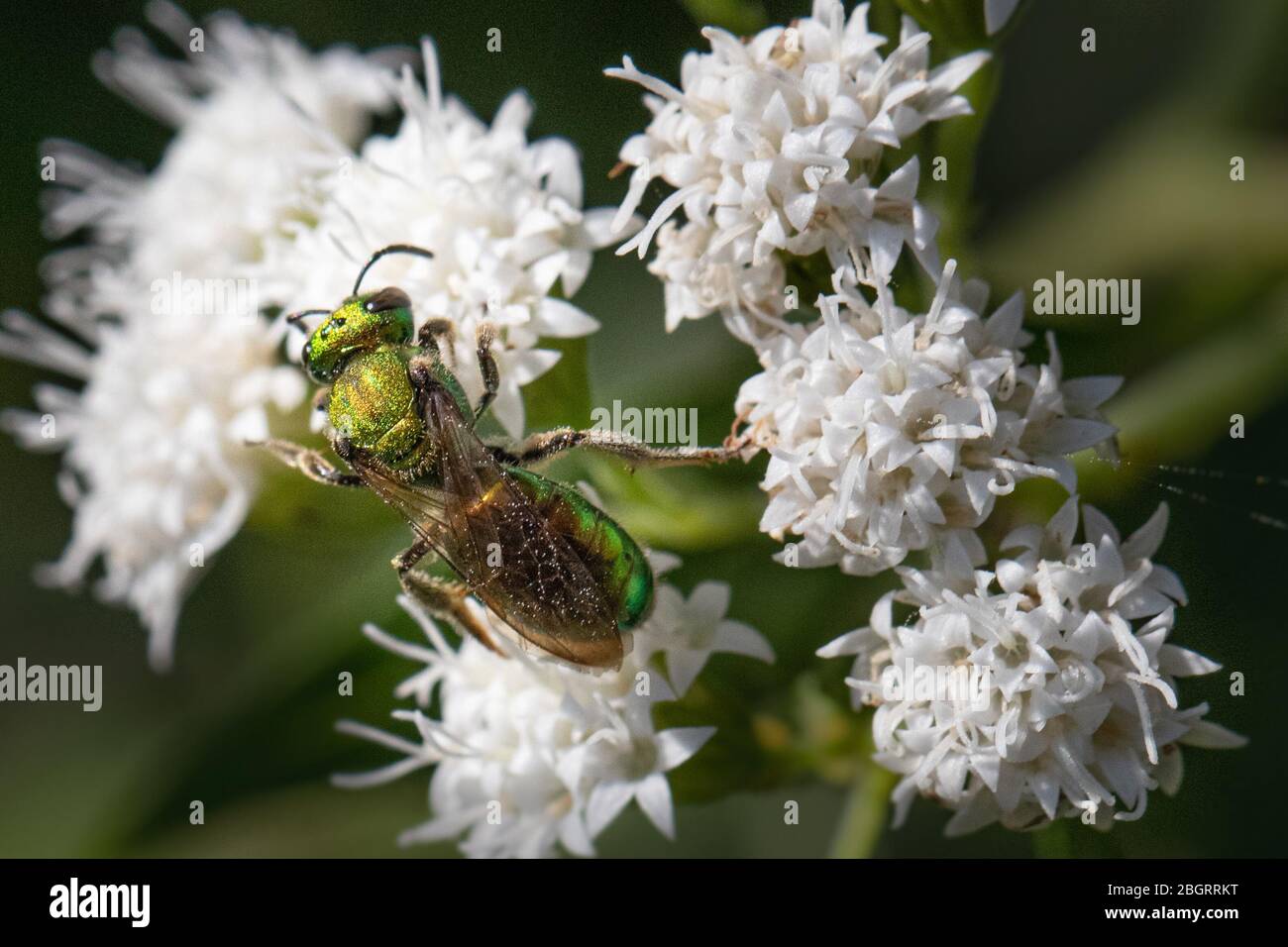 Un'ape verde iridescente che si nutrisce di piccoli fiori bianchi in un prato della Pennsylvania Foto Stock