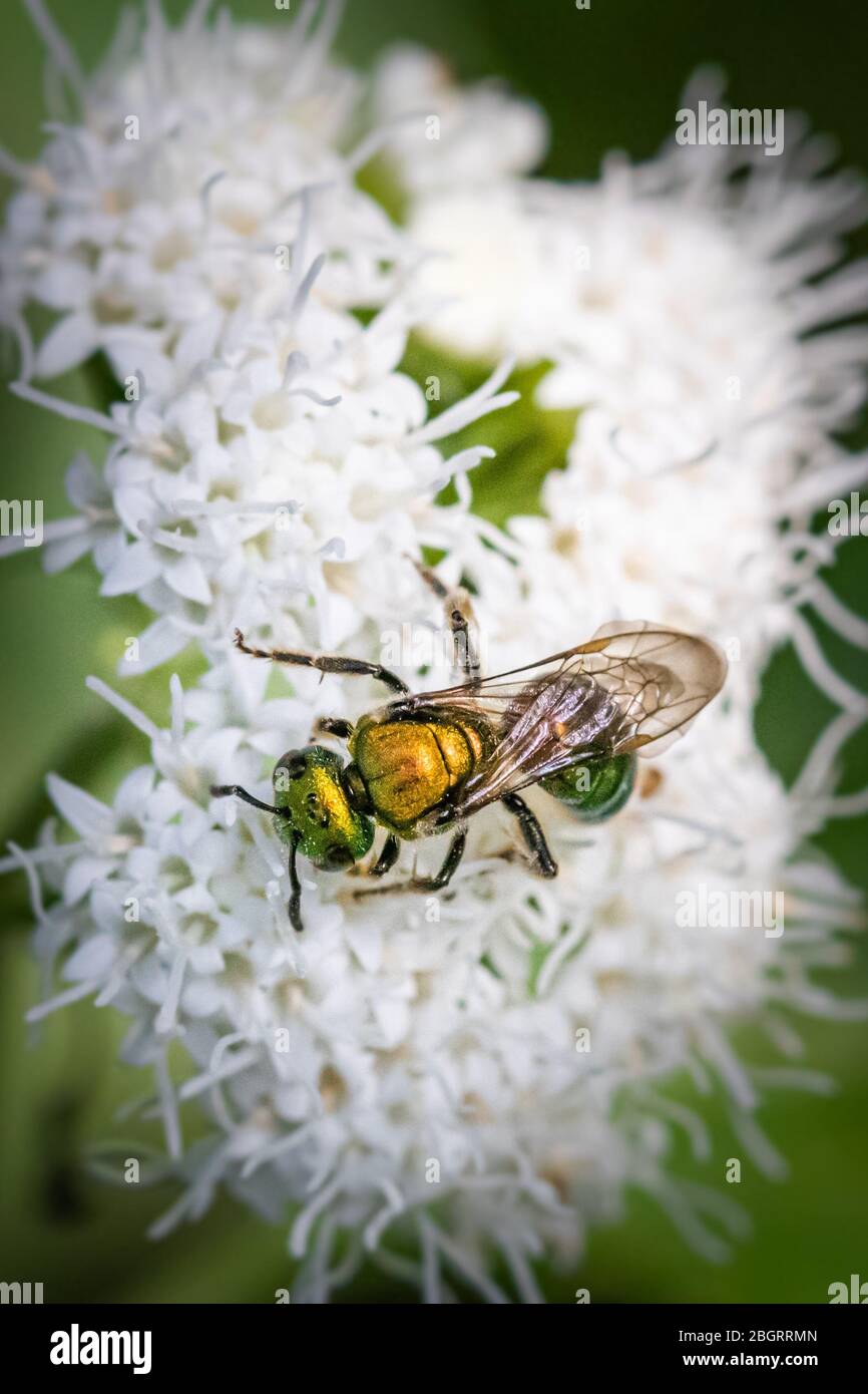 Un'ape sudorata che si nutrisce di piccoli fiori bianchi in un prato della Pennsylvania Foto Stock