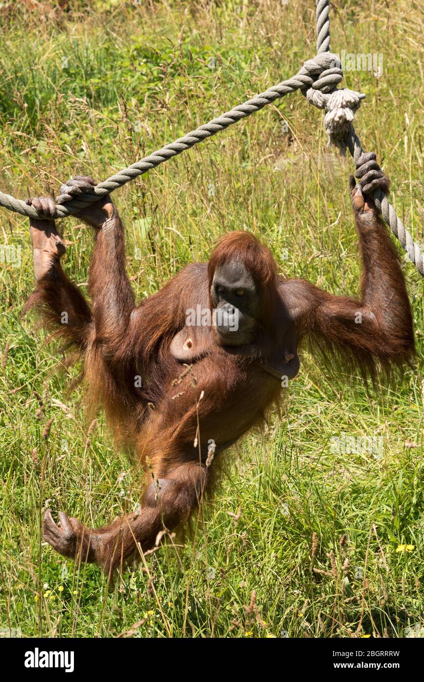 Femmina Sumatran Orangutan, Pango abelii, al Jersey Zoo - Durrell Wildlife Conservation Trust, Channel Isles Foto Stock