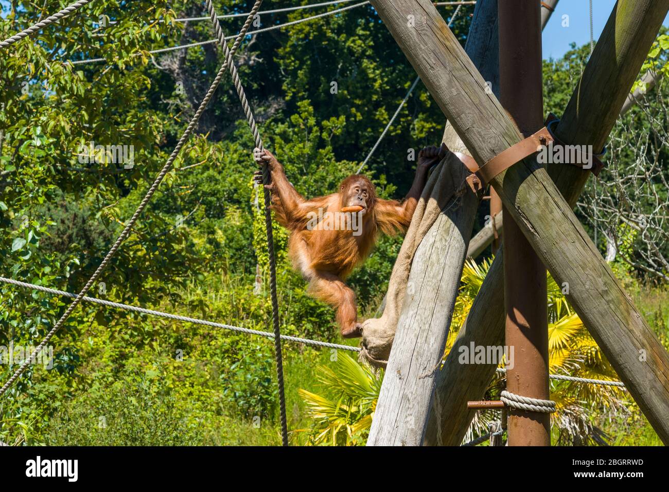 Sumatran Orangutan, Pango abelii, mangiare carota al Jersey Zoo - Durrell Wildlife Conservation Trust, Channel Isles Foto Stock