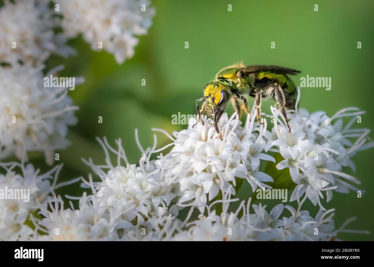 Un'ape iridescente sudorata si nutre di piccoli fiori bianchi in un prato della Pennsylvania Foto Stock