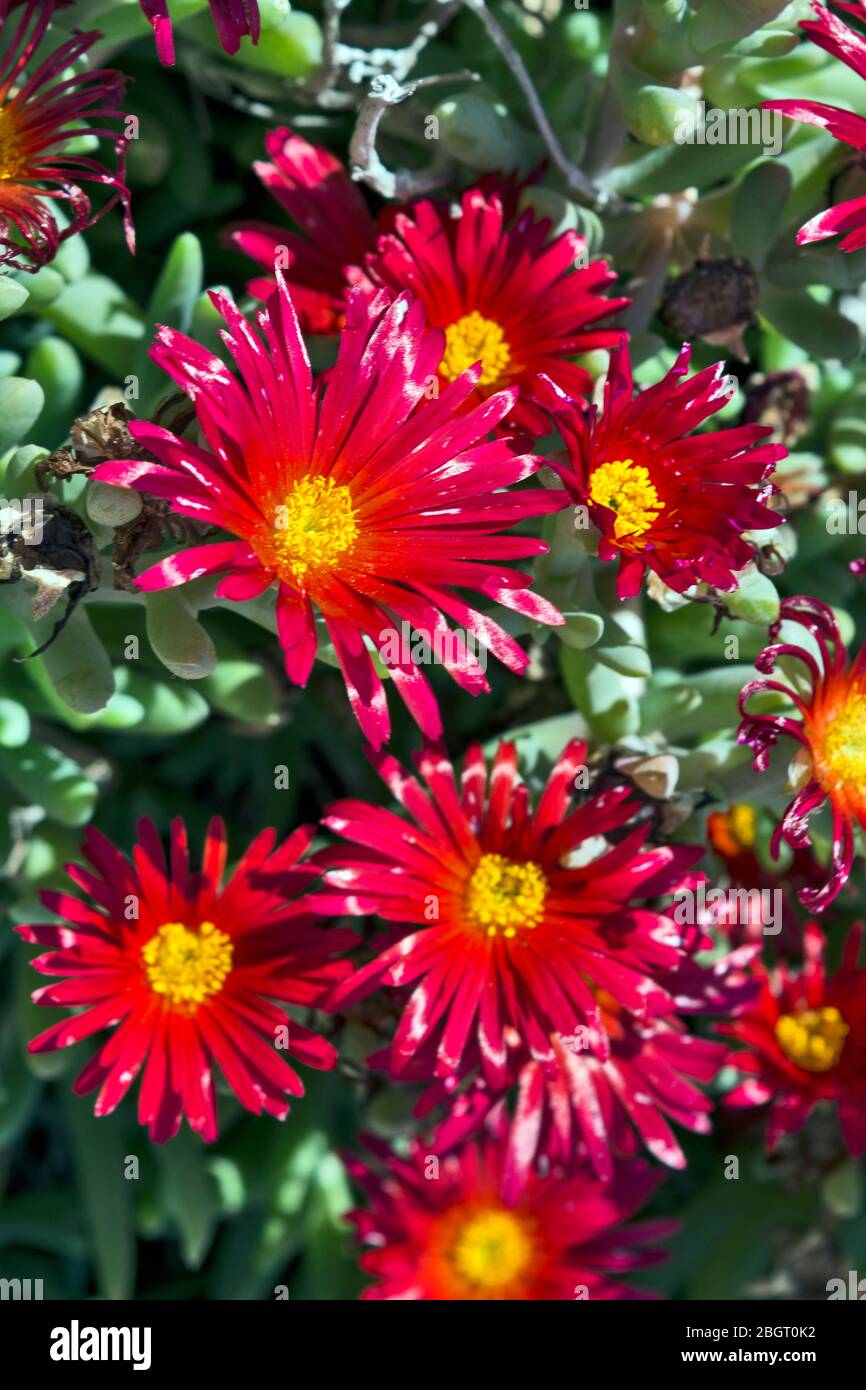 Bellissimi cactus pianta del genere Delosperma bloom a sfidare la torrida estate sun. Foto Stock