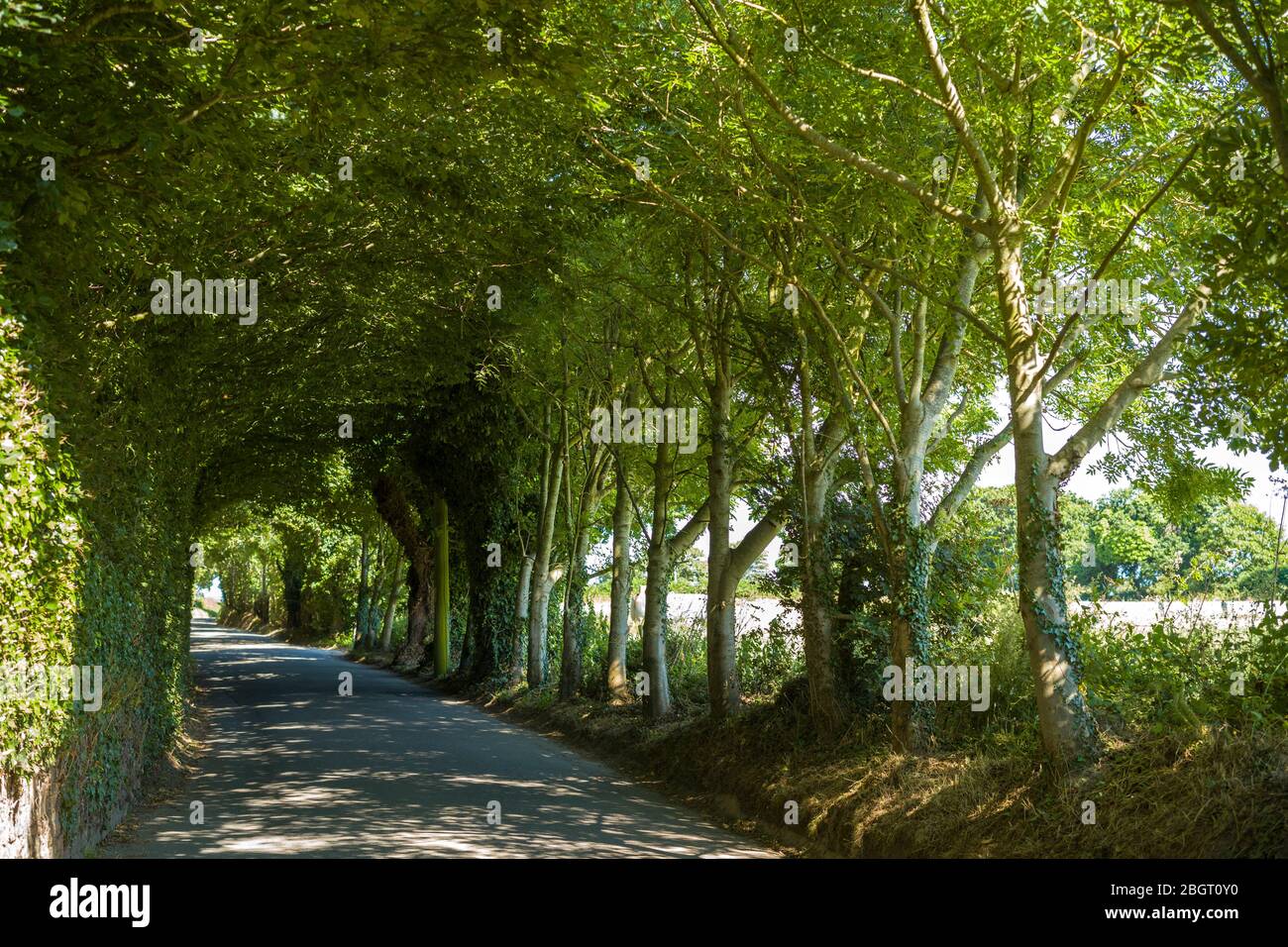 Misterioso albero coperto corsia da Rozel nella regione di St Martin di Jersey, Channel Isles Foto Stock