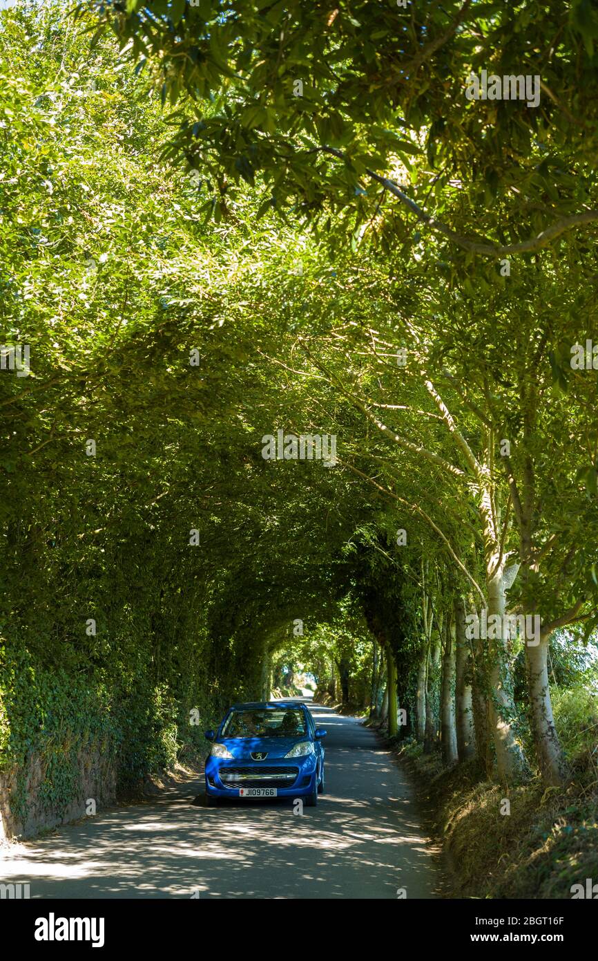 Auto Peugeot blu brillante, registrata in Jersey con targa Jersey, che guida lungo la corsia coperta da albero da Rozel nella regione di St Martin di Jersey, Channel Isl Foto Stock