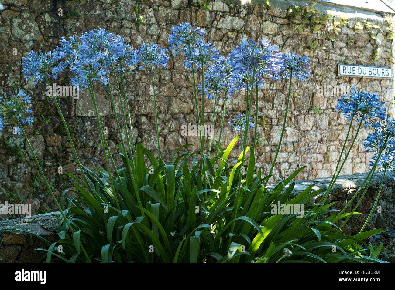 Agapanthus o Lily del Nilo, fiori popolari che crescono in Jersey, Isole del canale Foto Stock