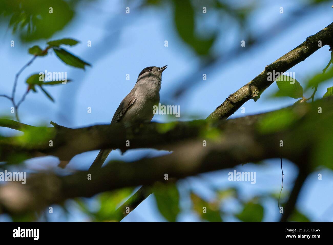 Cappellino eurasiatico (Sylvia atricapilla) che canta nascosto in un albero Foto Stock