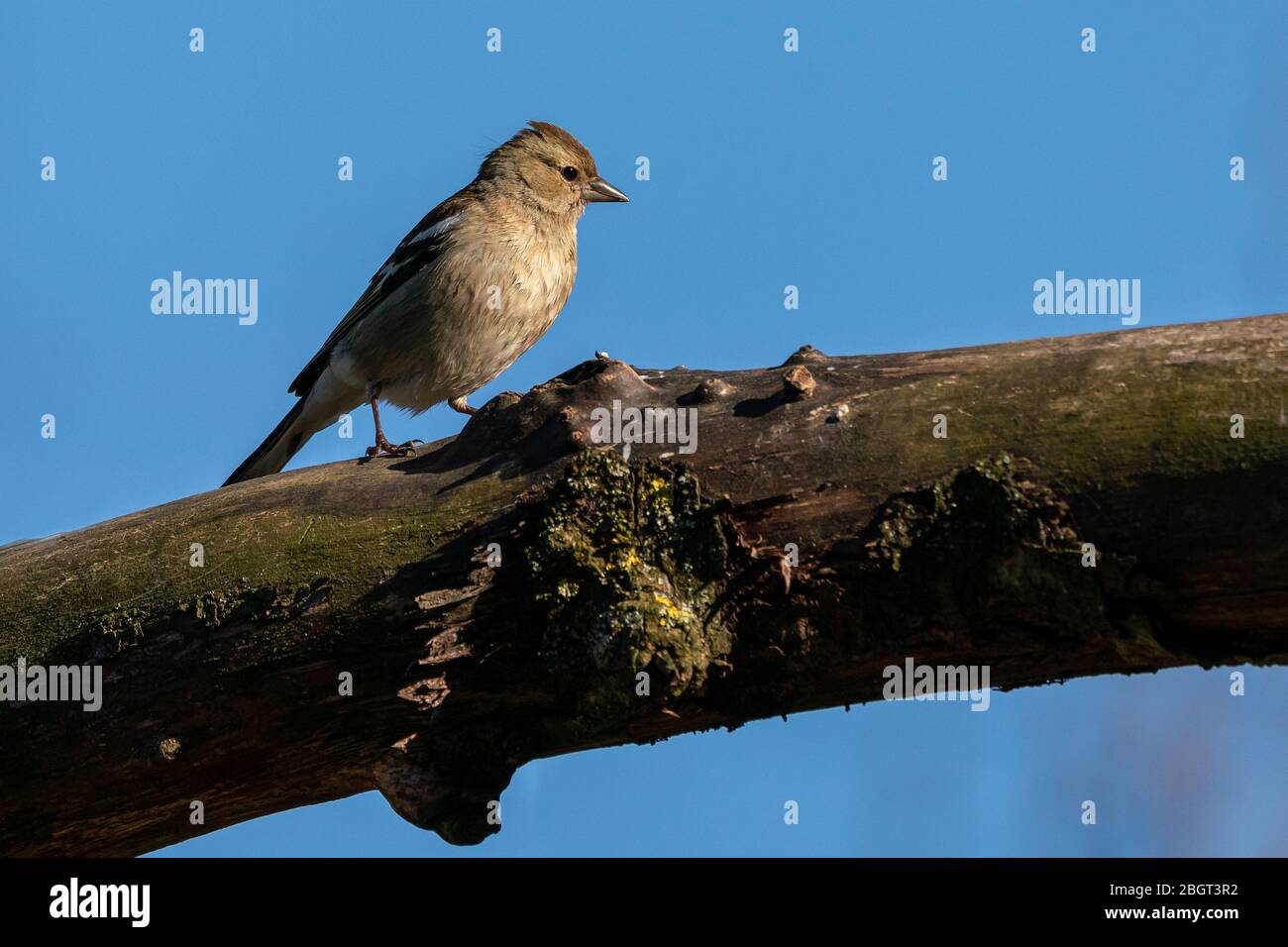 Il chaffinch comune femmina (Coelebs di Fringilla) siede su un ramo Foto Stock