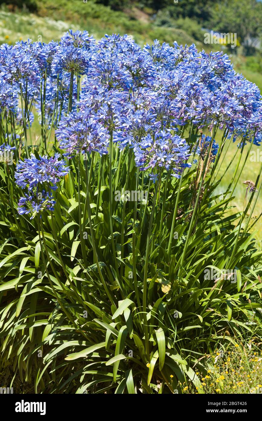 Agapanthus o Lily del Nilo, fiori popolari che crescono in Jersey, Isole del canale Foto Stock