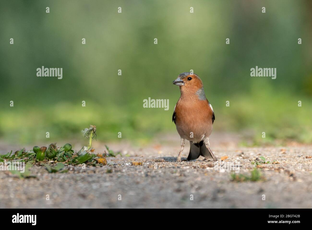 Maschio comune Chaffinch (Coelebs Fringilla) alla ricerca di cibo a terra Foto Stock