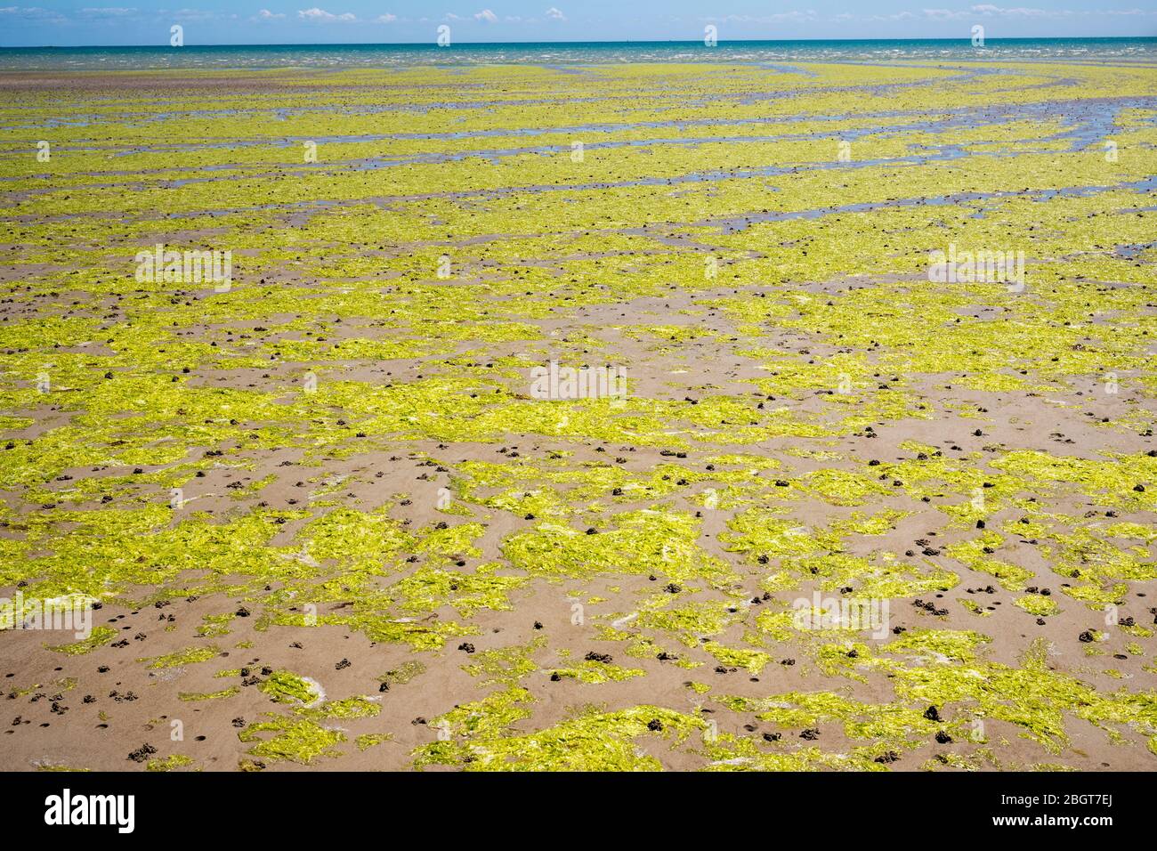 Alghe che formano forme geometriche curvilinee sulla spiaggia sabbiosa di St Aubin's Bay, Jersey, Channel Isles Foto Stock