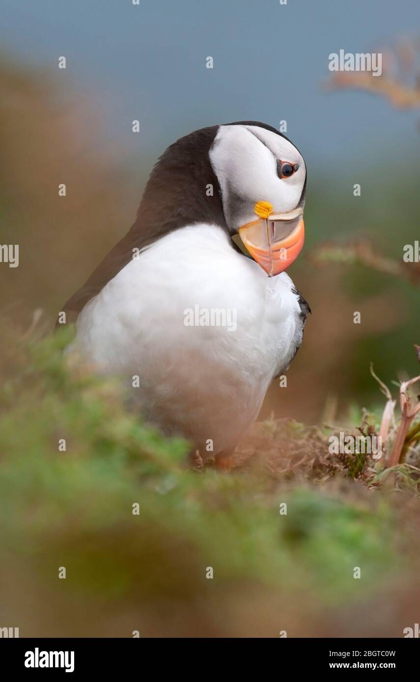 Ritratto di un puffin, Fratelli arctica, Preening, Farne isole, Northumberland, Inghilterra Regno Unito Foto Stock