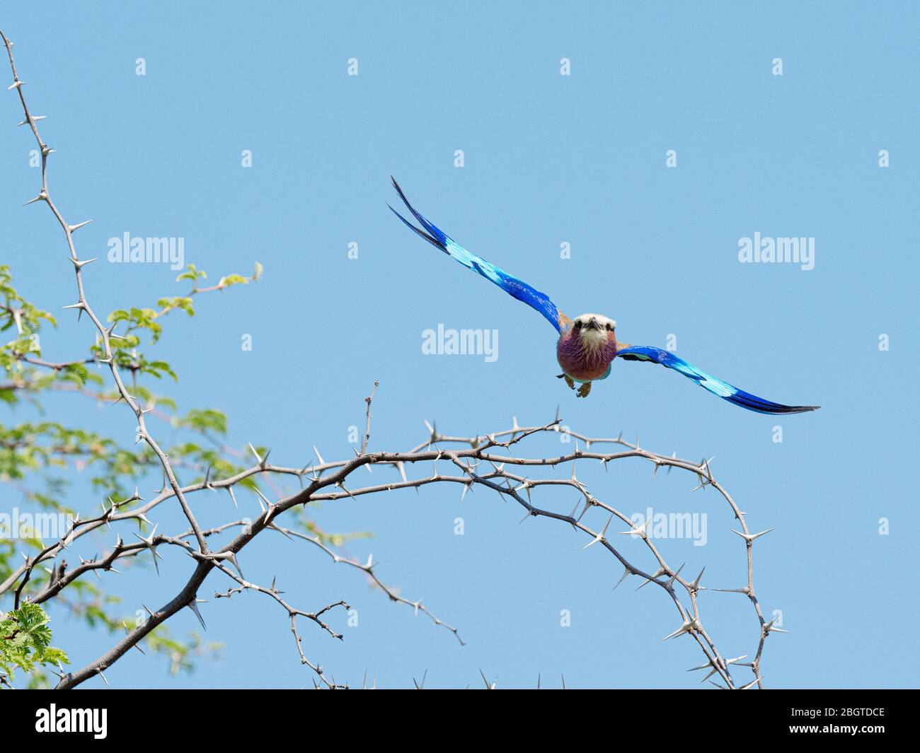 Un rullo adulto, Coracias caudatus, che prende il volo nel Delta di Okavango, Botswana, Sudafrica. Foto Stock